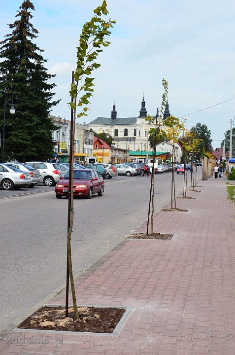 dsc_1293.jpg - Lipy wzdłuż ulicy Kościuszki