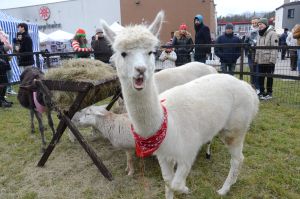 Kurpiowski Jarmark Bożonarodzeniowy