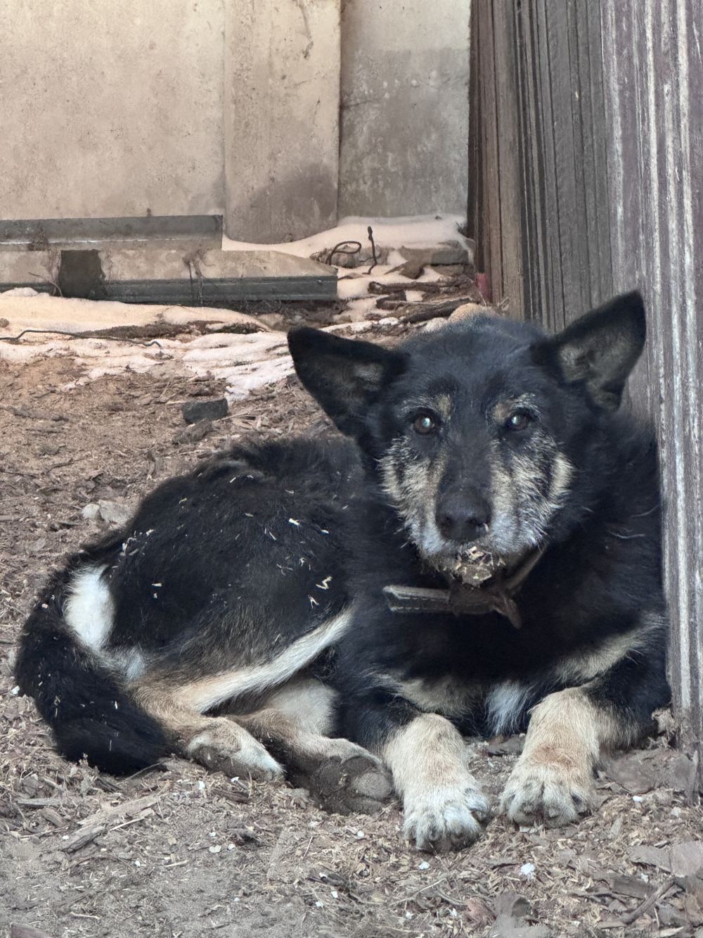 Pies ze zdjęcia szuka właściciela. Kontakt pod numerem: 29 761 80 16