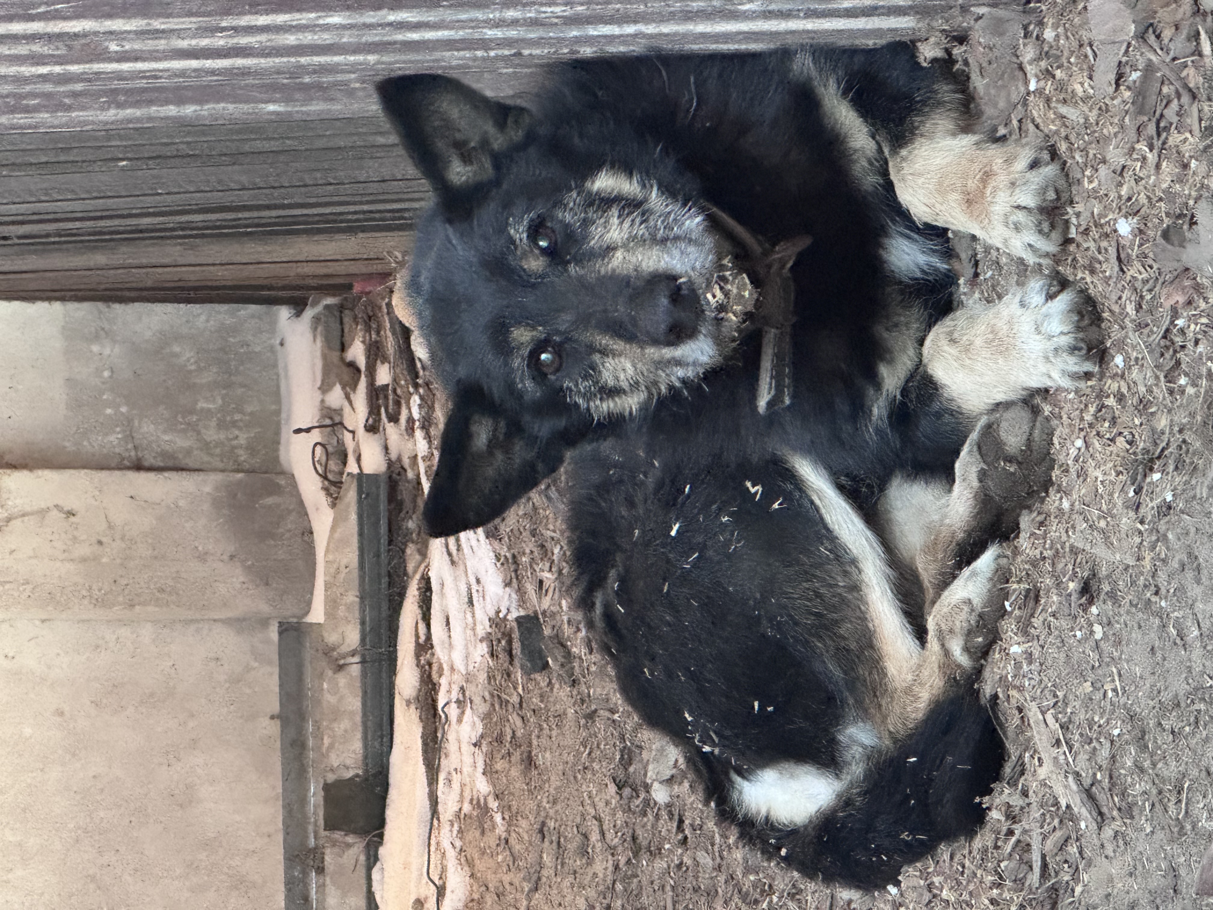 Pies ze zdjęcia szuka właściciela. Kontakt pod numerem: 29 761 80 16